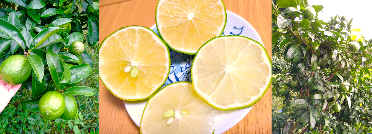 有機無農薬 レモン 「璃の香」（りのか）（1kg） | 大三島Limone