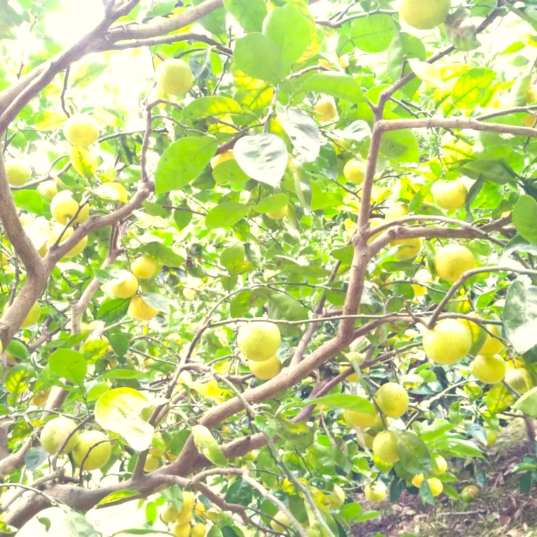 有機/無農薬栽培 冬の島レモン | 大三島Limone オオミシマ リモーネ